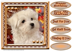 JJ LOVE MY DOG MALTESE 8X8