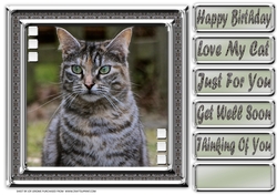  JJ LOVE MY CAT 9 8X8
