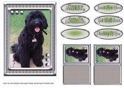 JJ LABRADOODLE 3 5X7