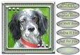 JJ LOVE MY DOG ENGLISH SETTER 8X8