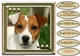 JJ LOVE MY DOG JACK RUSSELL 8X8