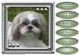 JJ LOVE MY DOG SHIH TZU 8X8