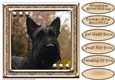 JJ LOVE MY DOG SCOTTISH TERRIER 8X8