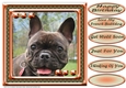 JJ LOVE MY DOG FRENCH BULLDOG 8X8