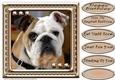 JJ LOVE MY DOG ENGLISH BULLDOG 8x8