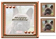 JJ LOVE MY DOG FRENCH BULLDOG 8X8 INSERT HAPPY BIRTHDAY