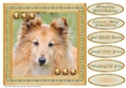 JJ LOVE MY SHETLAND SHEEPDOG OR SHELTIE 8X8