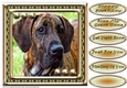 JJ LOVE MY DOG GREAT DANE 8X8
