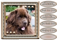 JJ LOVE MY DOG NEWFOUNDLAND 2 8X8