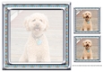 JJ LOVE MY DOG LABRADOODLE 1A 8X8 INSERT BLANK