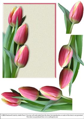 Tulips for Spring - Pink Blank