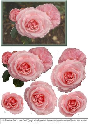Trio of Pink Roses