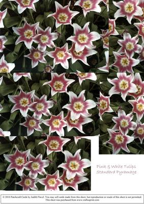 Pink & White Tulips Pyramage