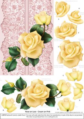Roses on Lace - Cream on Pink