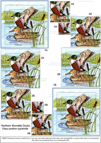 Northern Shoveller Duck : Easy-position Pyramid