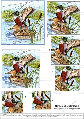 Northern Shoveller Duck : Easy-position Spiral Pyramid
