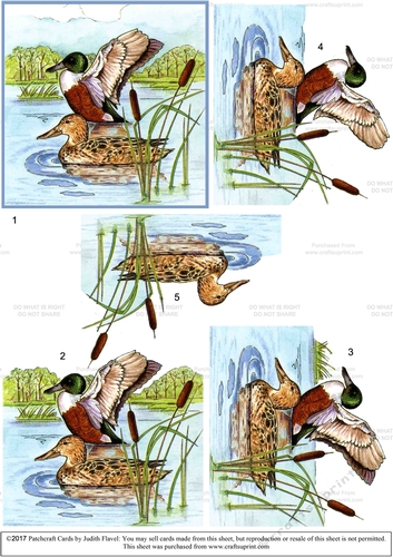 Northern Shoveller Duck : Step-by-step 3D