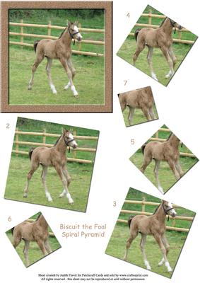 Biscuit the Foal