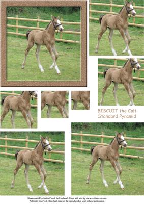Biscuit the Foal