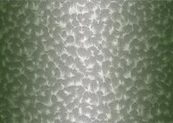 Shaded Backgrounds - Frosty Fingers - Fern