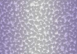 Shaded Backgrounds - Frosty Fingers - Lavender Mist