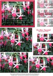 Fuschia Pyramid Duo