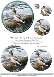 Circular Easy-position Pyramid - Mallard