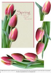 Tulips for Spring
