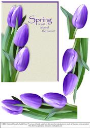Tulips for Spring - Purple