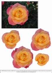 Rose 3D Step by Step
