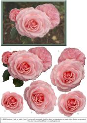Trio of Pink Roses