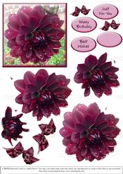Chocolate Dahlia