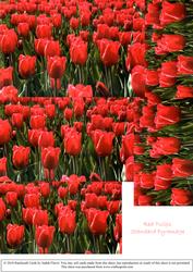 Red Tulips Pyramage