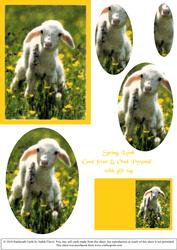 Spring Lamb Oval Pyramid