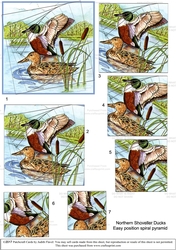 Northern Shoveller Duck : Easy-position Spiral Pyramid