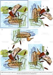 Northern Shoveller Duck : Step-by-step 3D