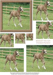 Biscuit the Foal