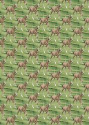 Biscuit the Foal Background