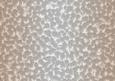 Shaded Backgrounds - Frosty Fingers - Peaches and Cream