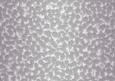 Shaded Backgrounds - Frosty Fingers - Dove Grey
