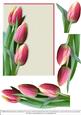 Tulips for Spring - Pink Blank