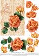 Roses on Lace - Peach on Peach - Anniversary