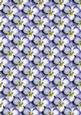 Pansy 4 Background