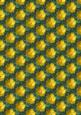 Buttercup Background