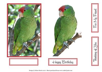 Pretty Green Parrot - Decoupage Card Front