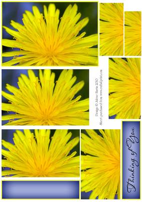 Yellow Dandelion