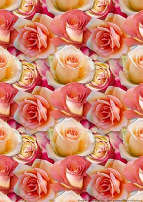 Soft Pink Bed of Roses - Background Paper
