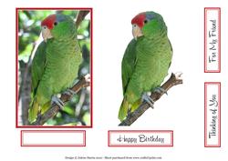 Pretty Green Parrot - Decoupage Card Front