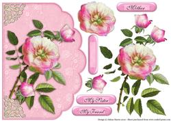 Soft Pink Rose Petals - Scalloped Edge Card