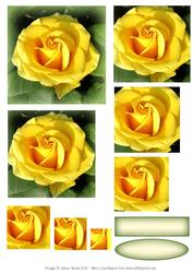 Single Yellow Rose - Pyramid